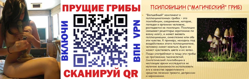 Галлюциногенные грибы Psilocybine cubensis  Мегион 
